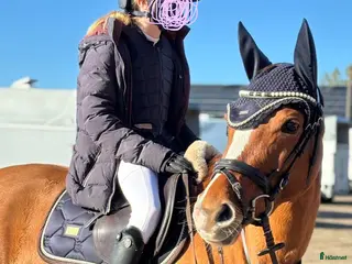 hästar En diamant till ponny - Annons 15