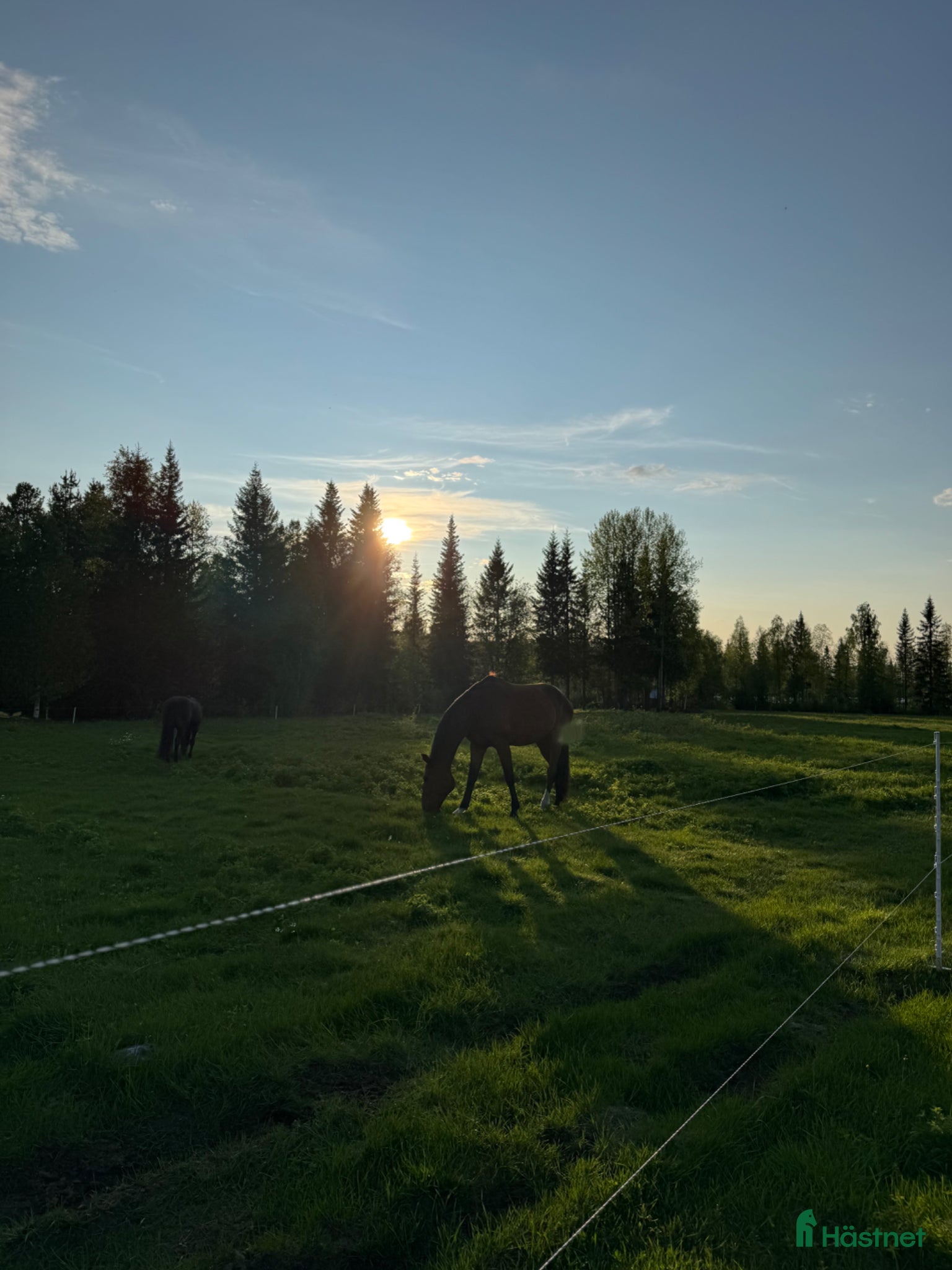 hästar 🐴 sökes - Annons 4