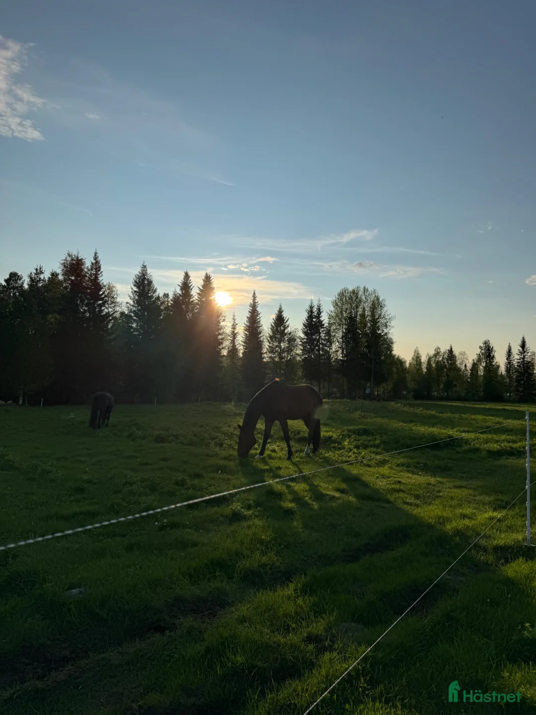 Allround hästar sökes: 🐴 sökes - Annons 1