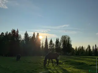 hästar 🐴 sökes - Annons 4