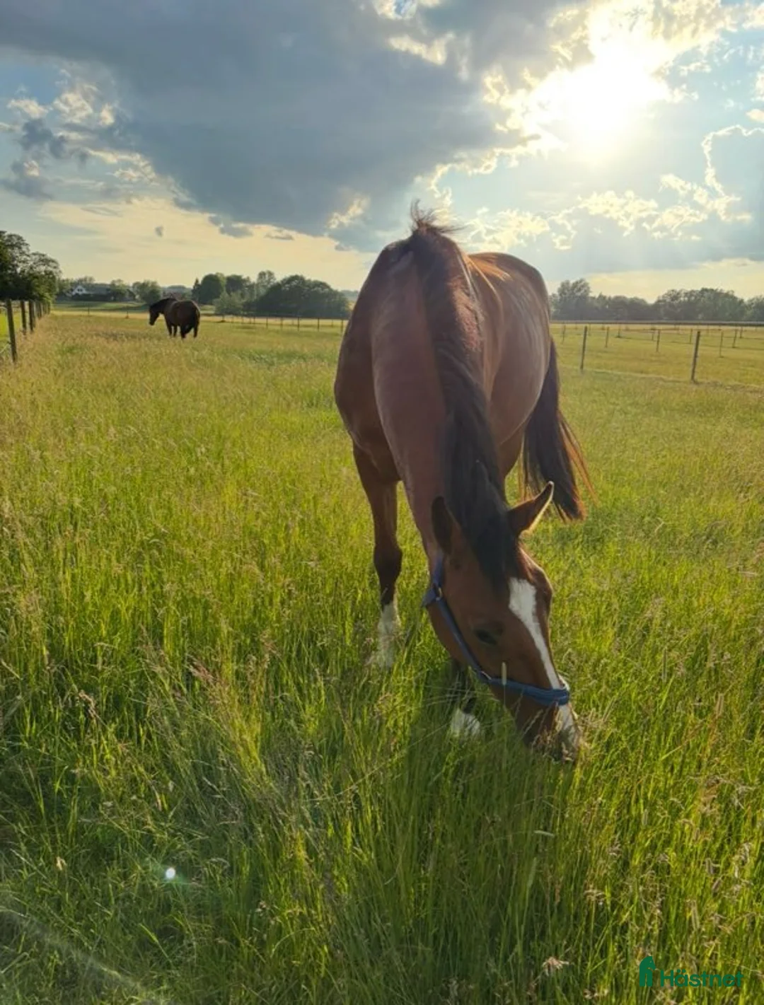  stallplats finnes: Lediga boxplatser strax utanför Ystad.  - Annons 6