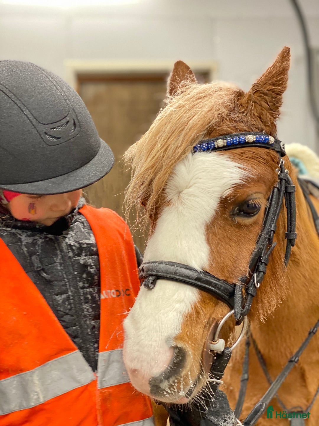 Allround hästar till salu: Vår lilla sagoponny söker sitt nya drömhem i Umeå - Annons 5
