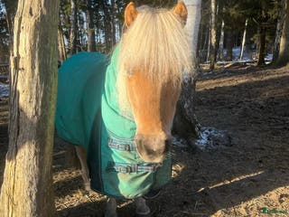 medryttarhäst finnes: Medryttare/skötare sökes i Vallentuna - Annons 22