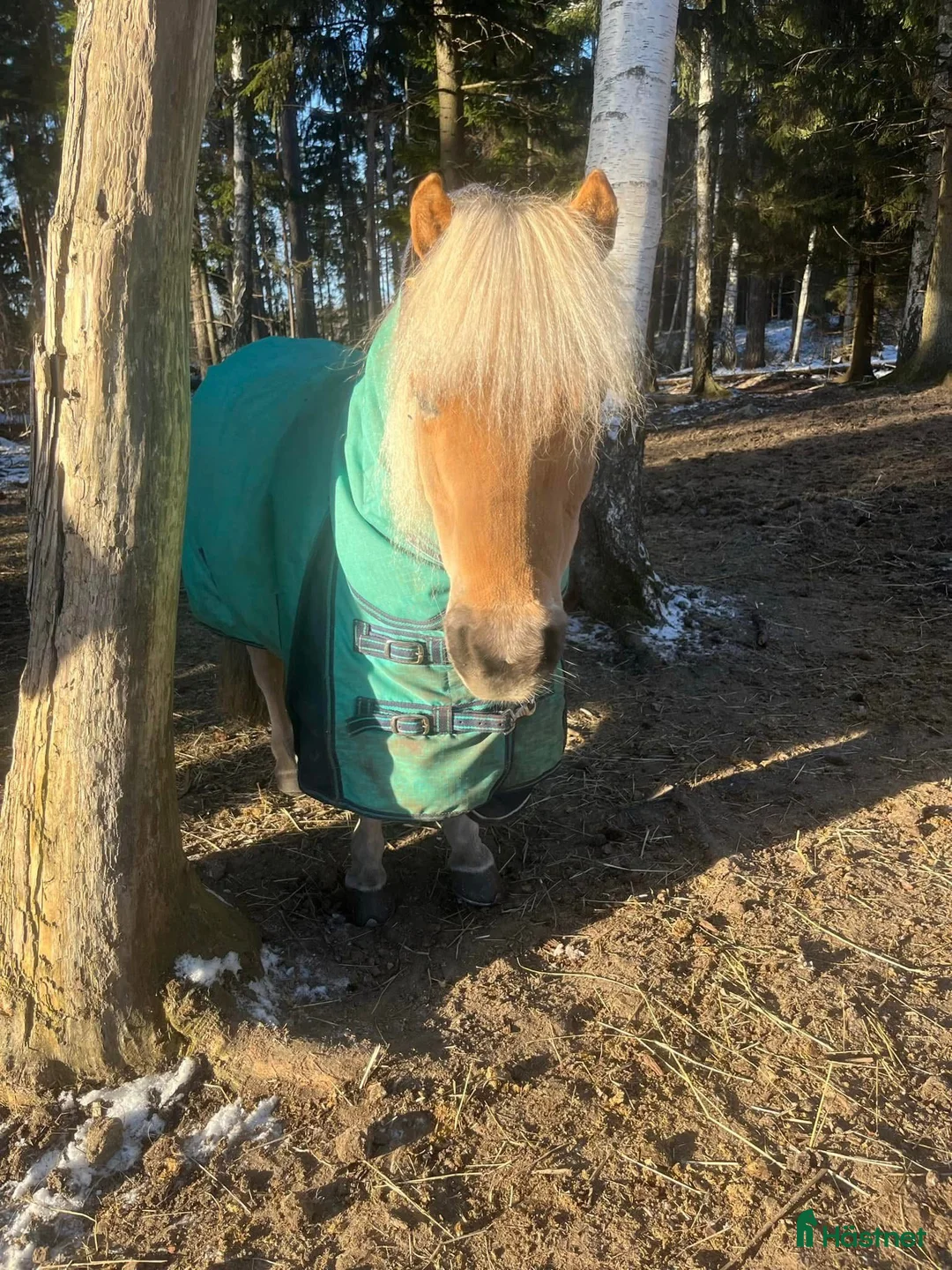  medryttarhäst finnes: Medryttare/skötare sökes i Vallentuna - Annons 1