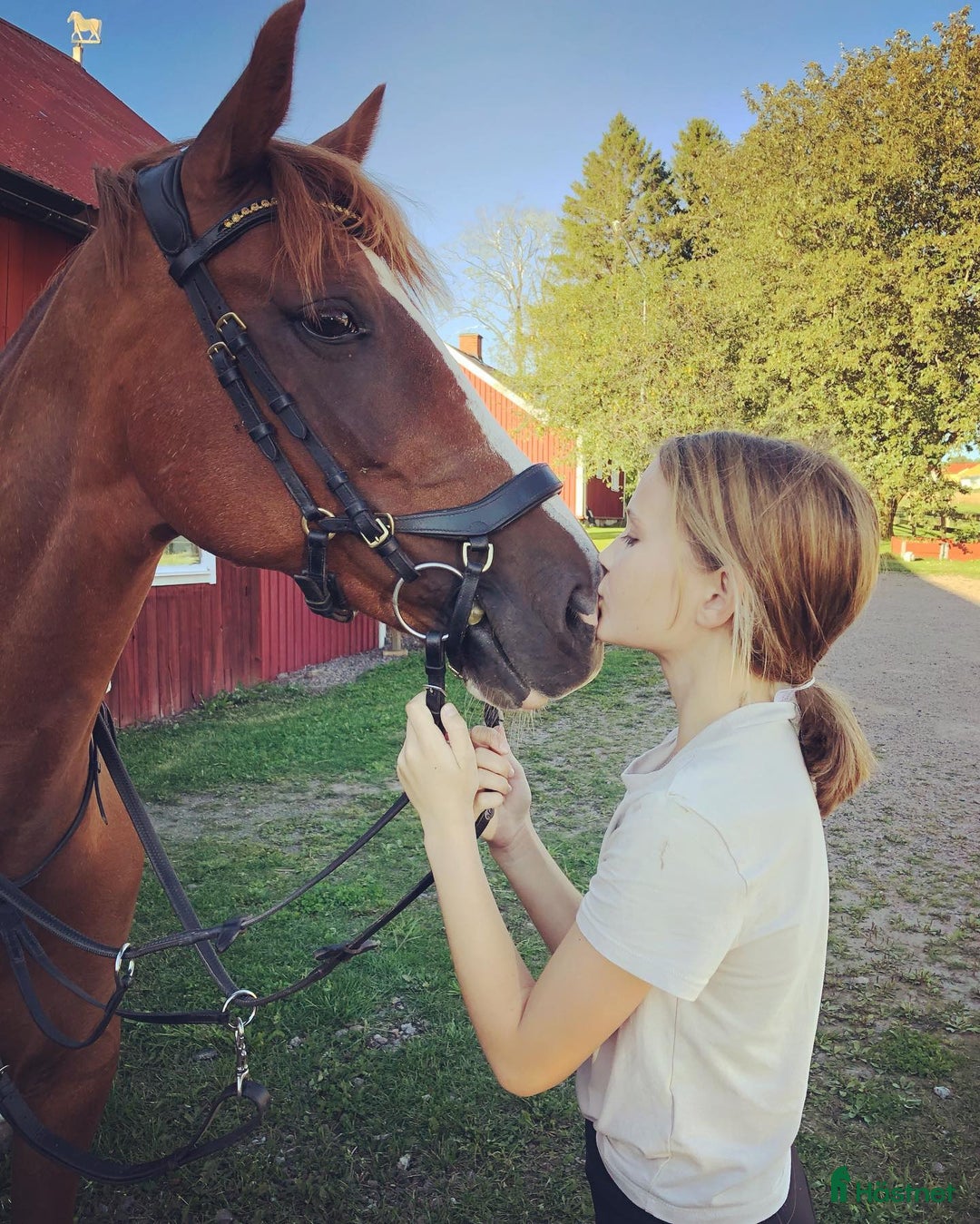 Hoppning hästar till salu: Bästa vän och tävlingskompis D-ponny i Falköping - Annons 3