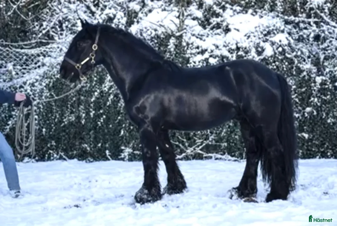 Allround hästar till salu: Otroligt vacker och trygg Fellponny! 🩵 - Annons 2