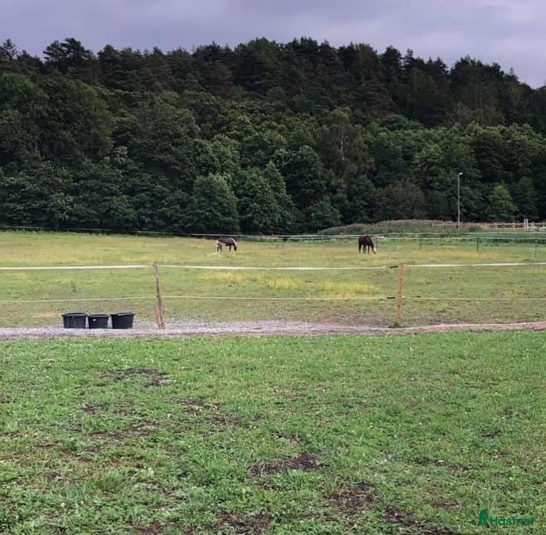  stallplats finnes: Stallplats med alla åttagande inkluderade! i Kungsbacka - Annons 2