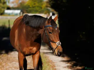 hästar En underbar tjej i Lund - Annons 18