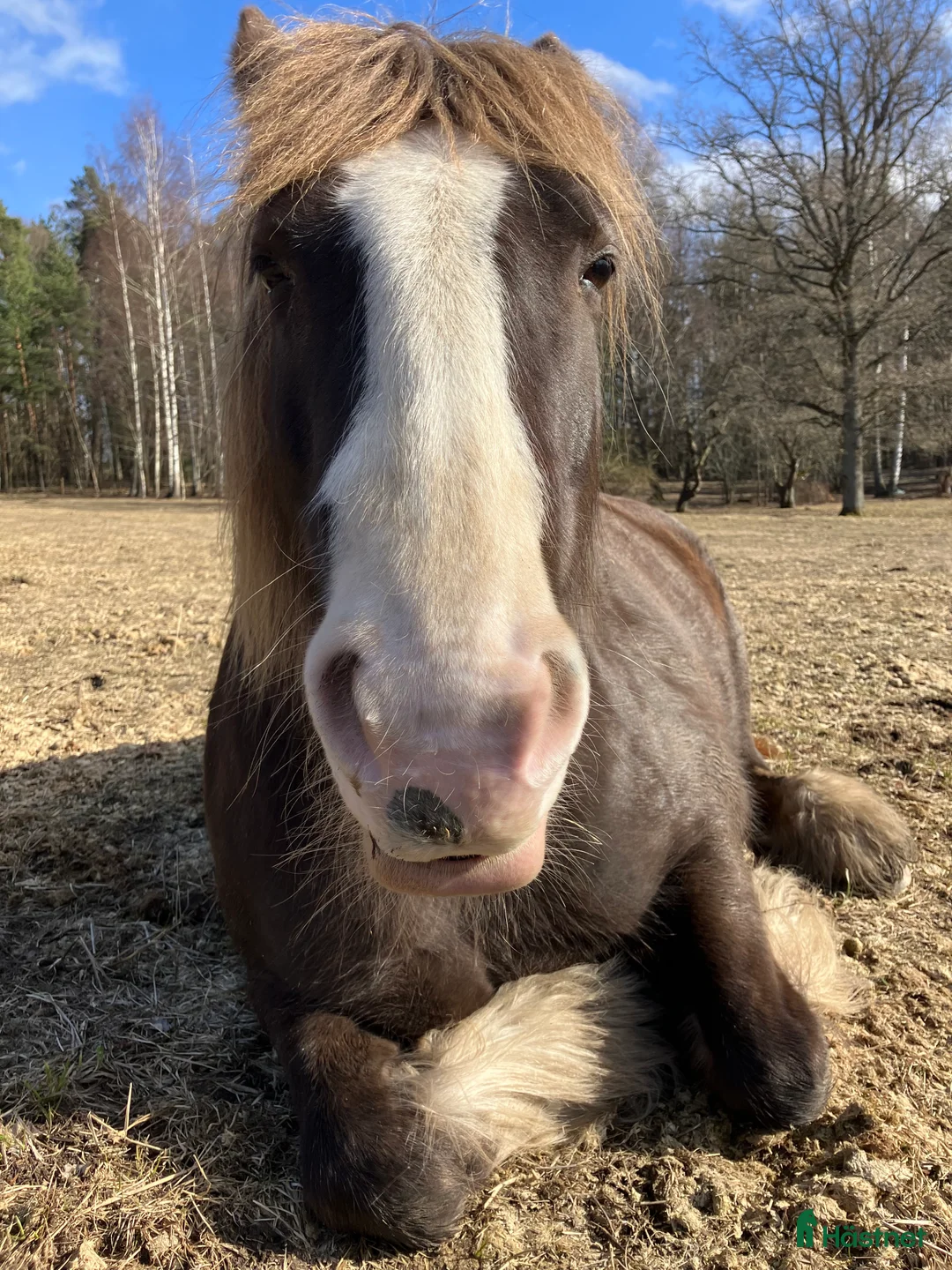  medryttarhäst finnes: Vuxen medryttare sökes till Irish Cob sto i Vaxholm - Annons 3