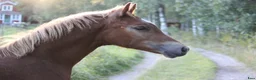Allround hästar till salu: Svenskfödd guldbelönad Welsh Cob-valack till salu - Annons 4