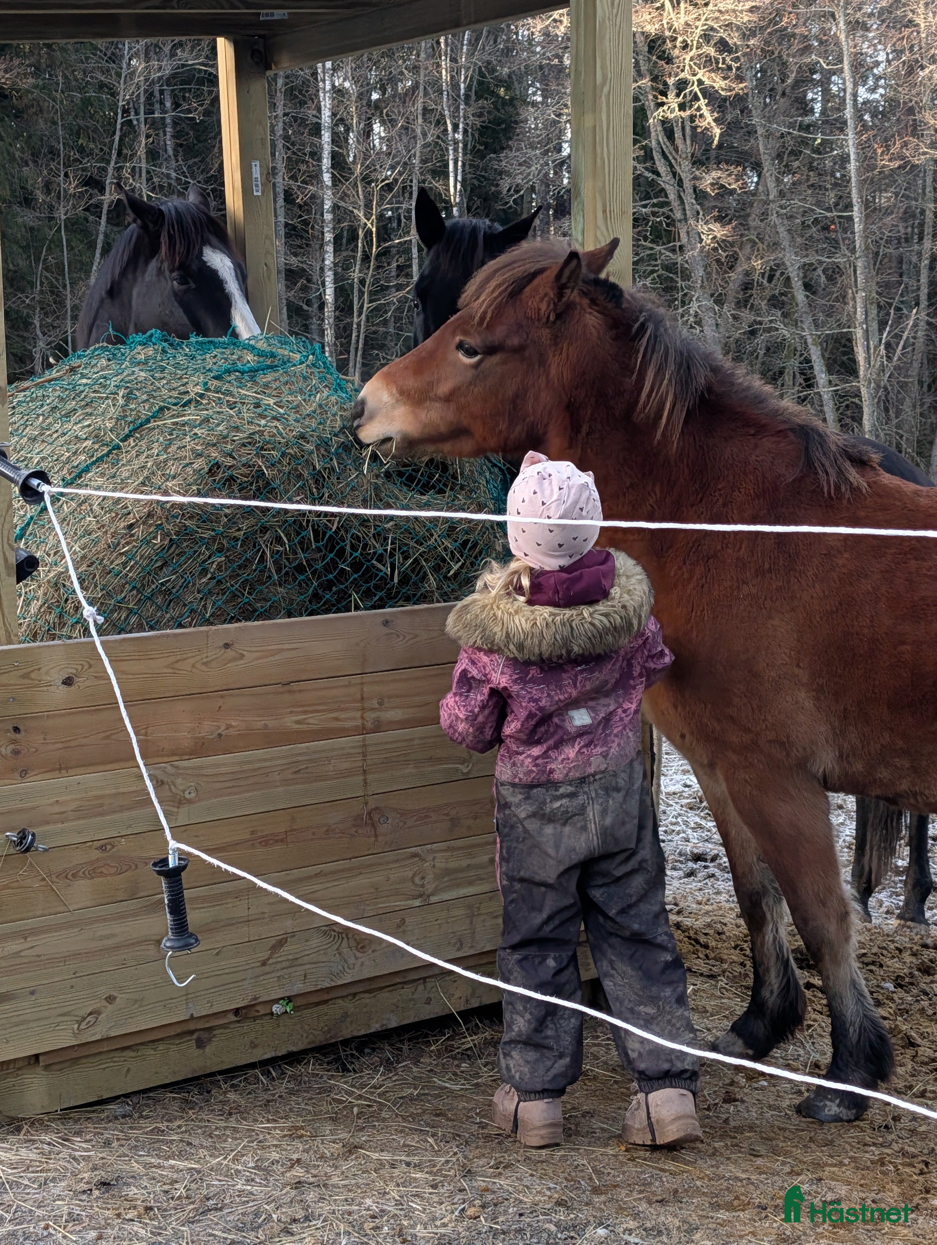  hästar Äldre läromästare sökes i Köping - Annons 4