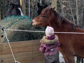 hästar Äldre läromästare sökes i Köping - Annons 4