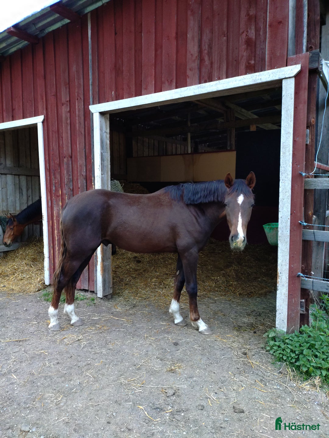 Allround hästar till salu: Flott Hingst för framtiden  i Årsunda - Annons 6