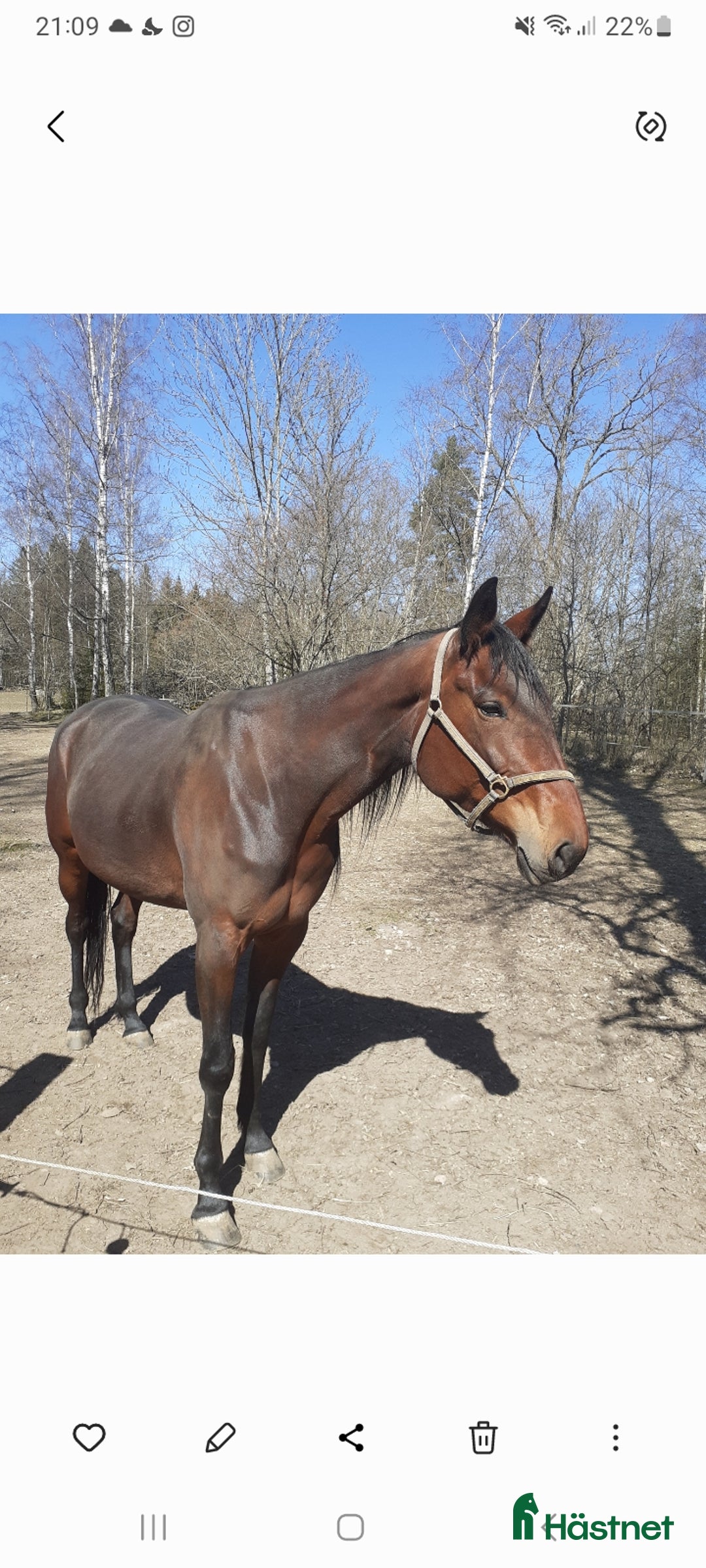 Trav hästar till salu: Fölsto sällskap i Kalmar - Annons 2