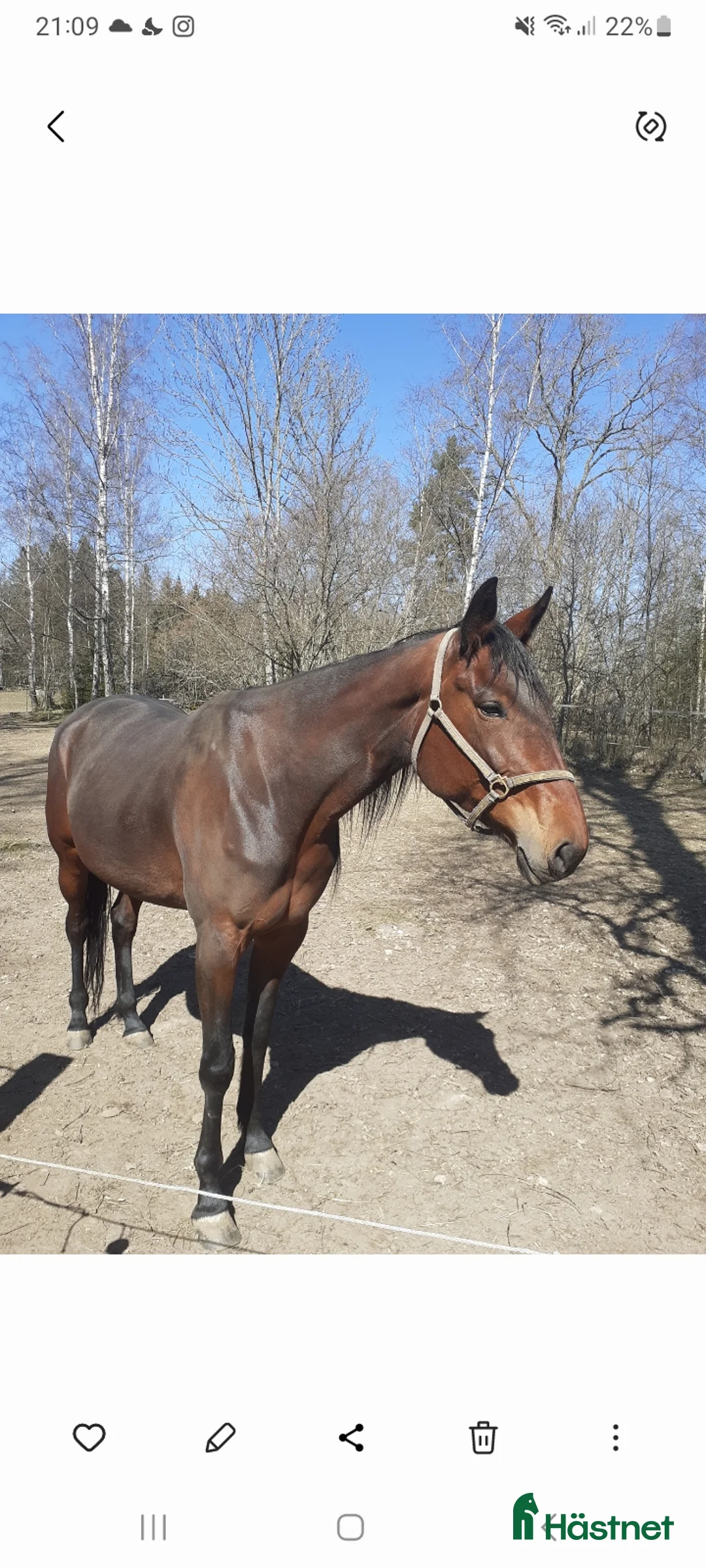 Trav hästar till salu: Fölsto sällskap i Kalmar - Annons 2