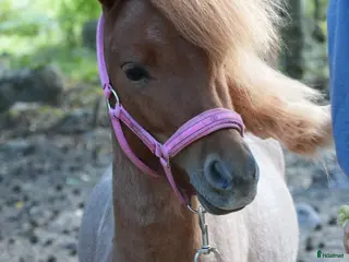 hästar Nyfiken amerikansk miniatyr - Annons 4