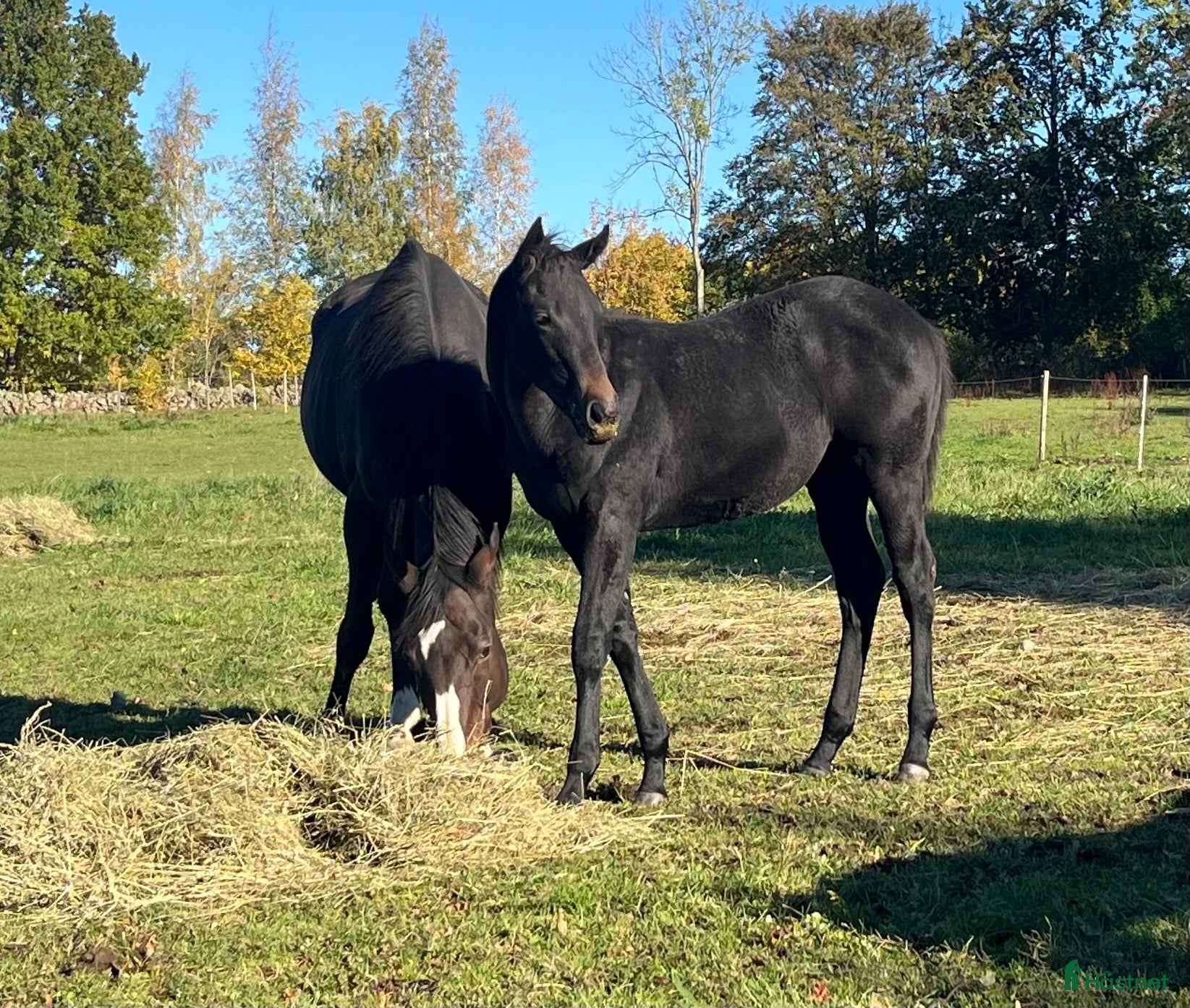  hästar Hingst Föl 75% fullblod - Annons 1