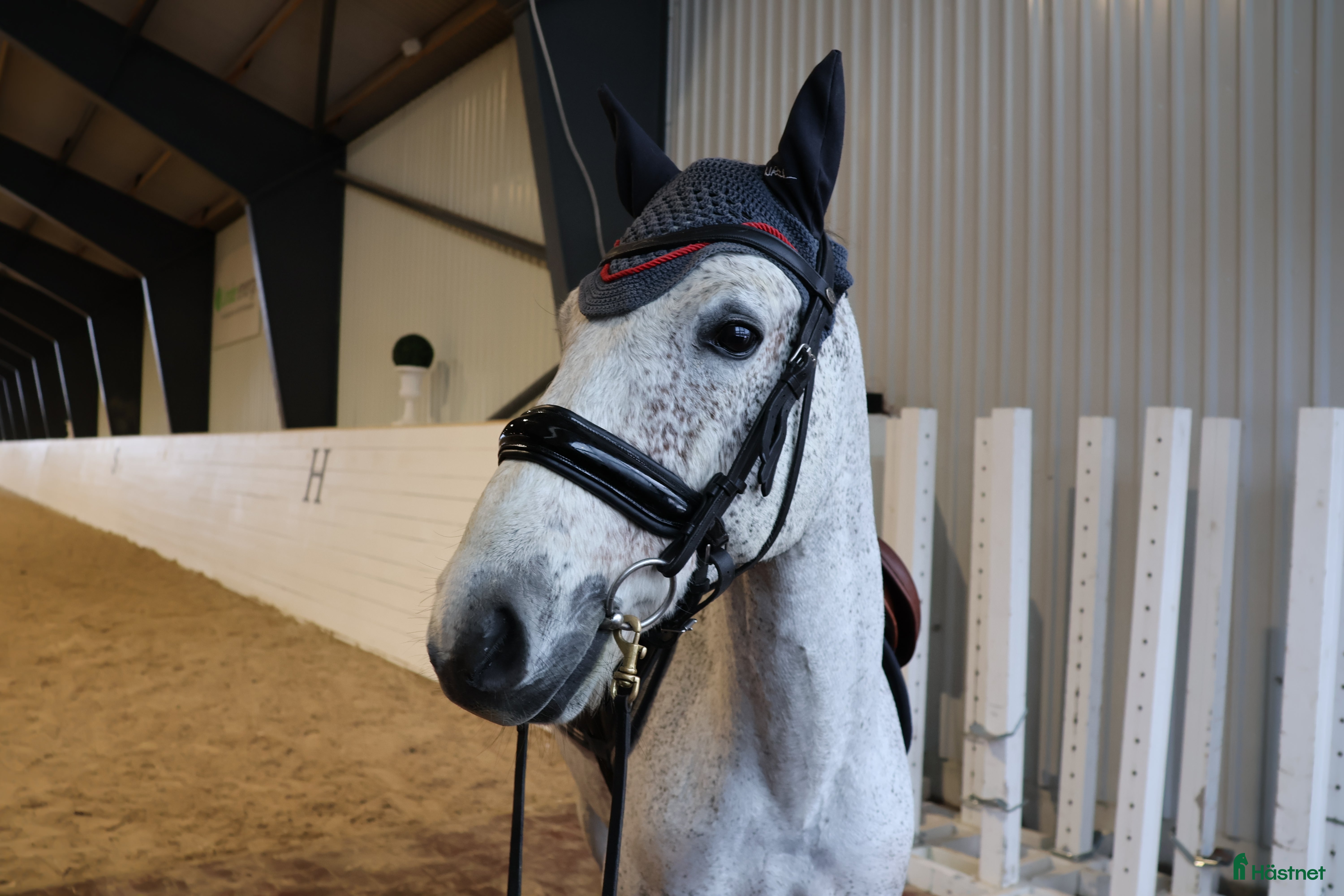  hästar Fullstammad Reg. Connemara valack! i Lindesberg - Annons 1