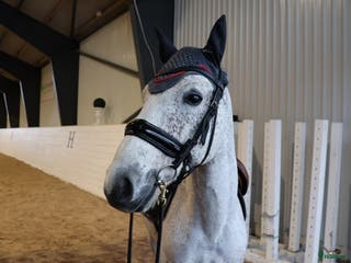 hästar Fullstammad Reg. Connemara valack! i Lindesberg - Annons 1