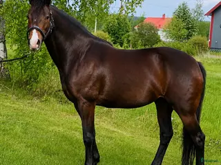 hästar Tävlings- och träningskompis, röntgad och besiktad - Annons 3