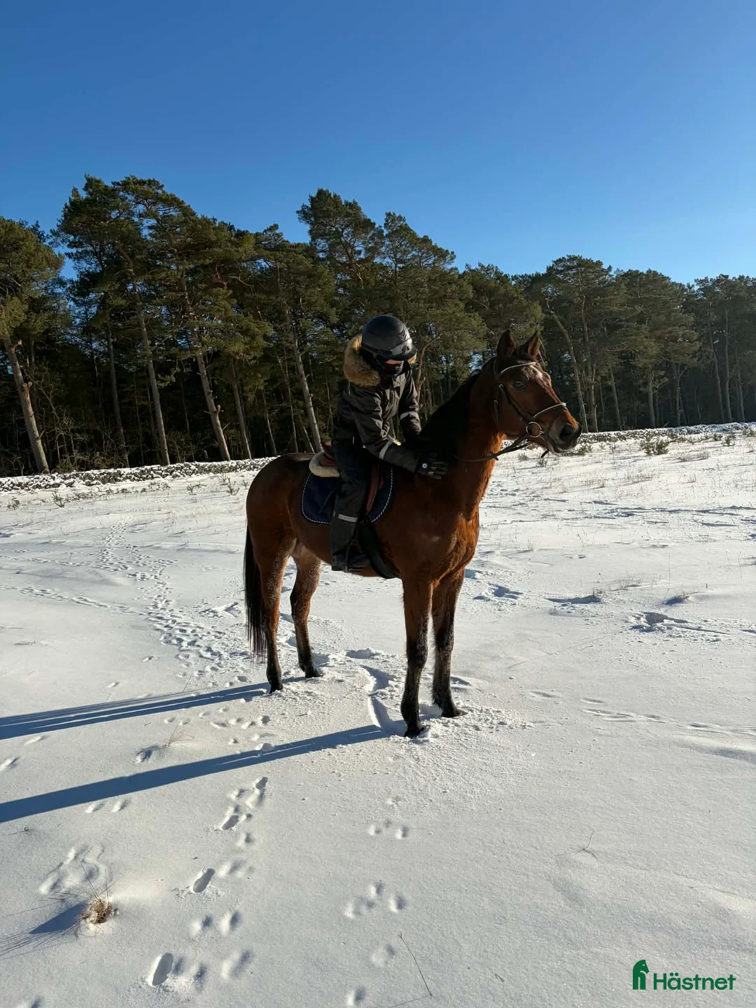 Allround hästar till salu: Snäll travhäst som vill bli ridhäst i Fågelmara - Annons 1