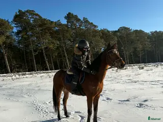 hästar Snäll travhäst som vill bli ridhäst i Fågelmara - Annons 4