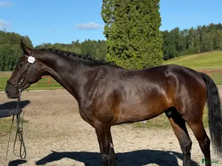 hästar Underbar och reslig valack i Runhällen - Annons 13