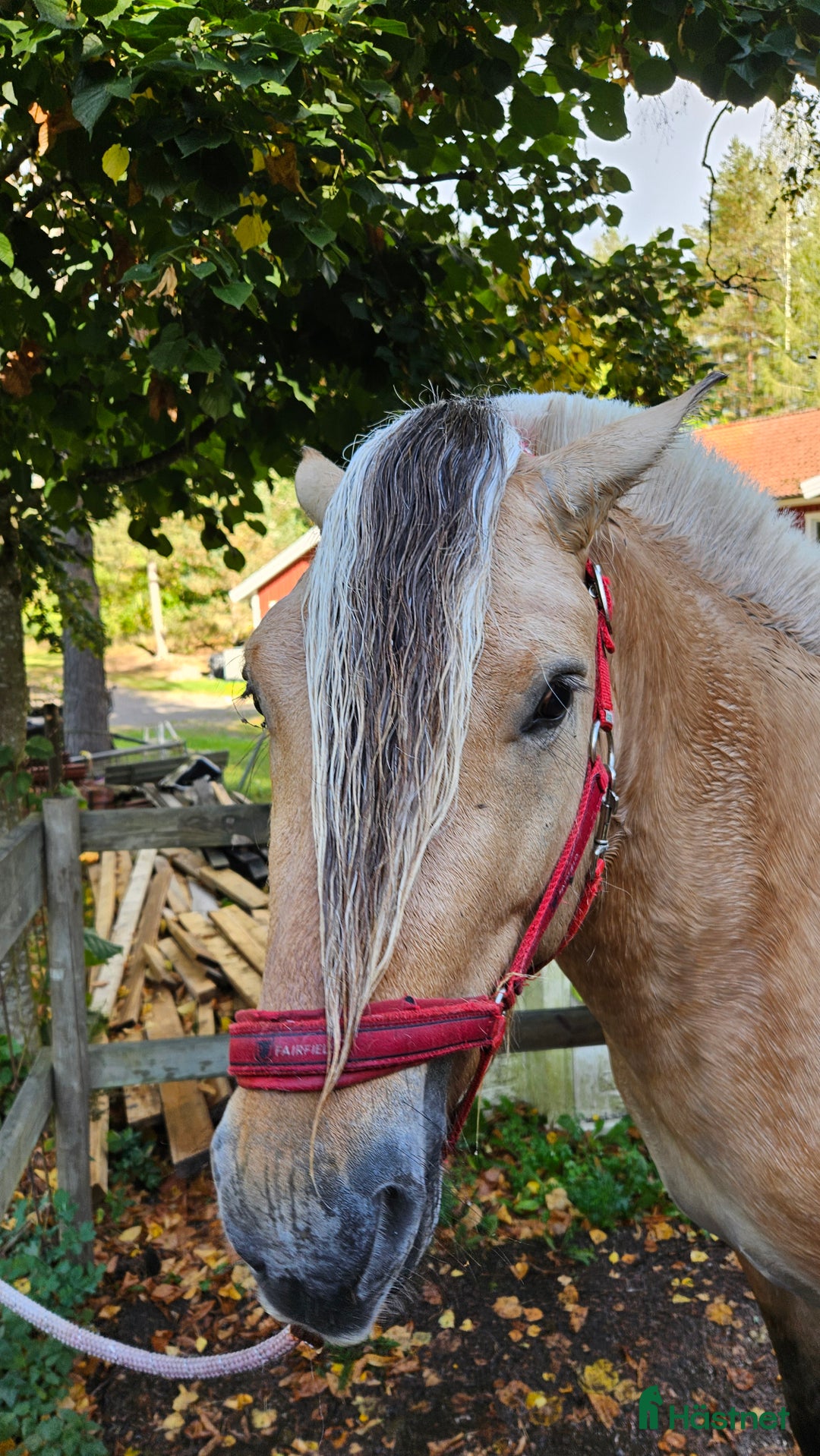 Allround hästar till salu: Lothar, världens bästa häst ♡ i Söderköping - Annons 7