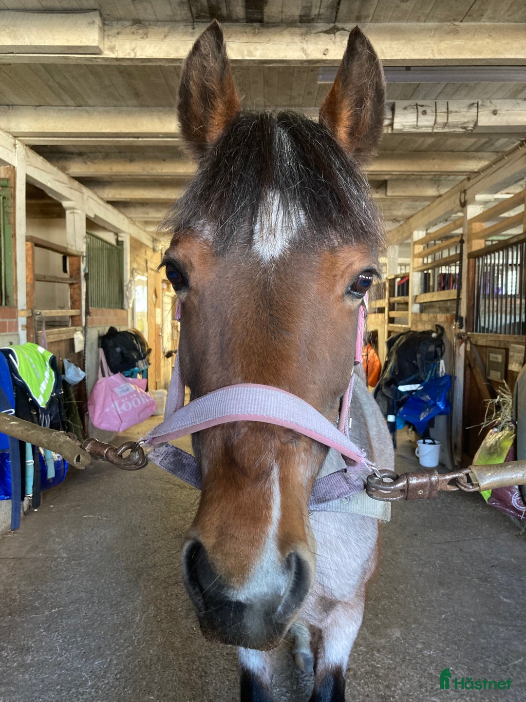 Allround hästar till salu: Trygg bästa vän! i Åkersberga - Annons 7