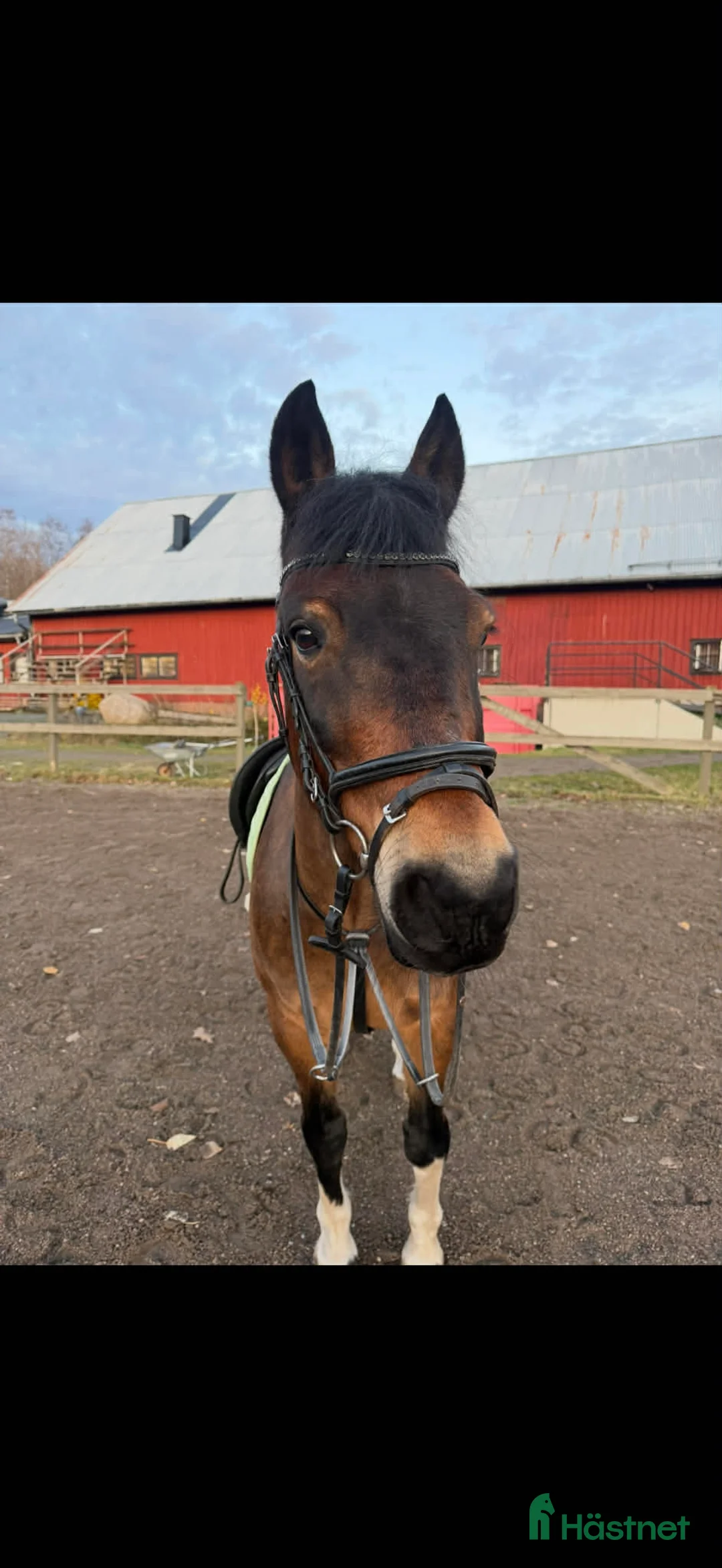 Sällskap hästar till salu: Sällskapsponny - Annons 1