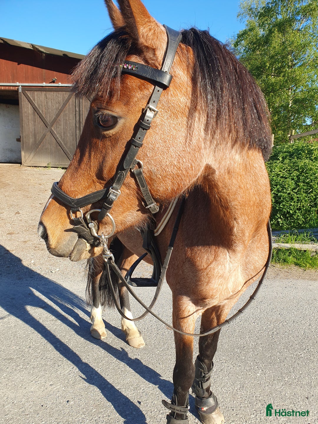 Allround hästar till salu: Trygg bästa vän! i Åkersberga - Annons 5