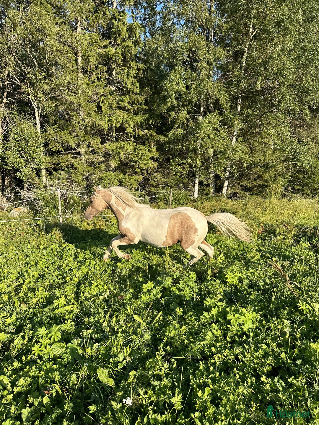 Allround hästar till salu: Drömponny e. Orchard Zweed i Östersund - Annons 3