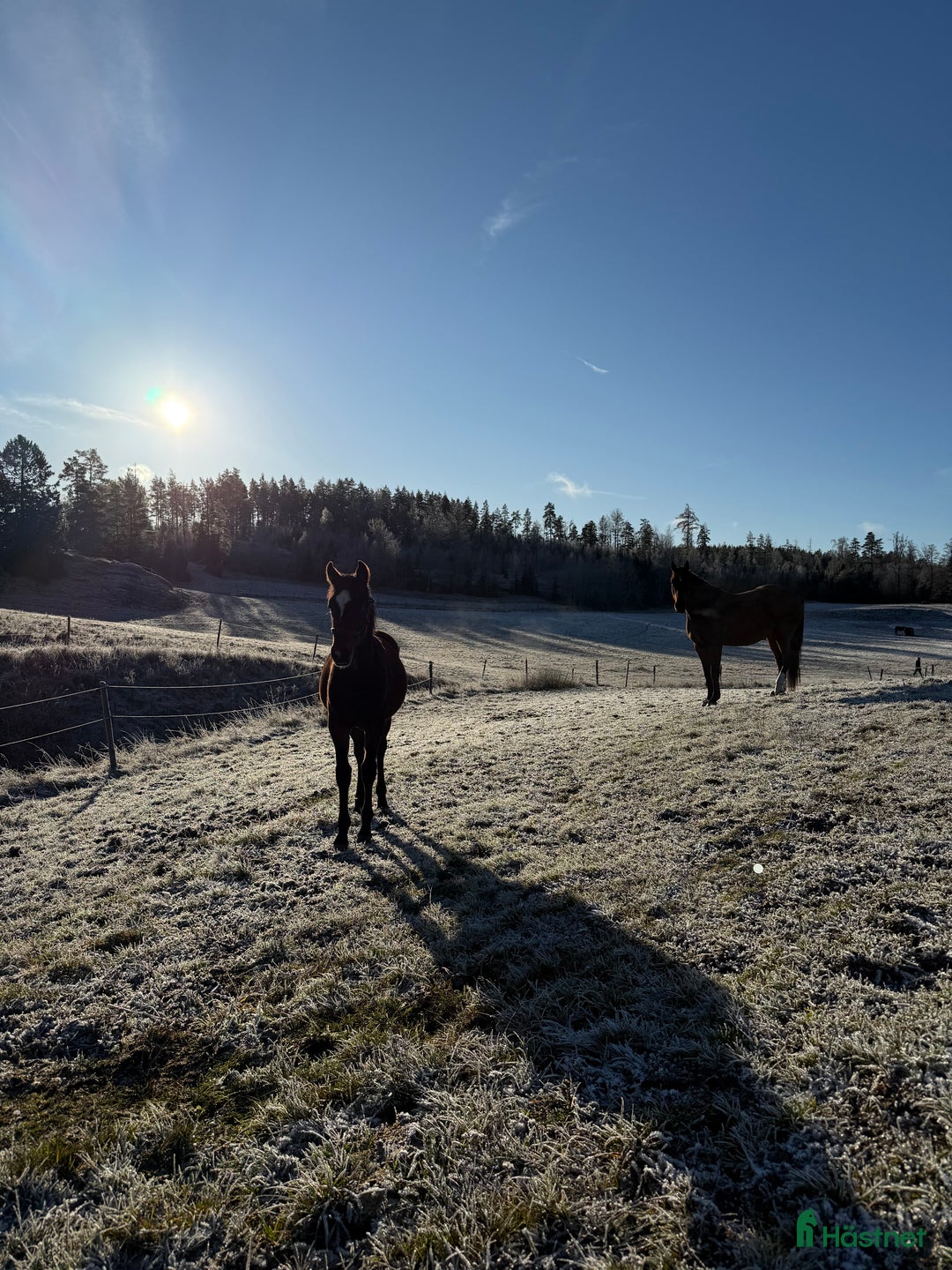 Trav hästar till salu: Välhanterat årsföl e Hayden Hanover i Tystberga - Annons 3