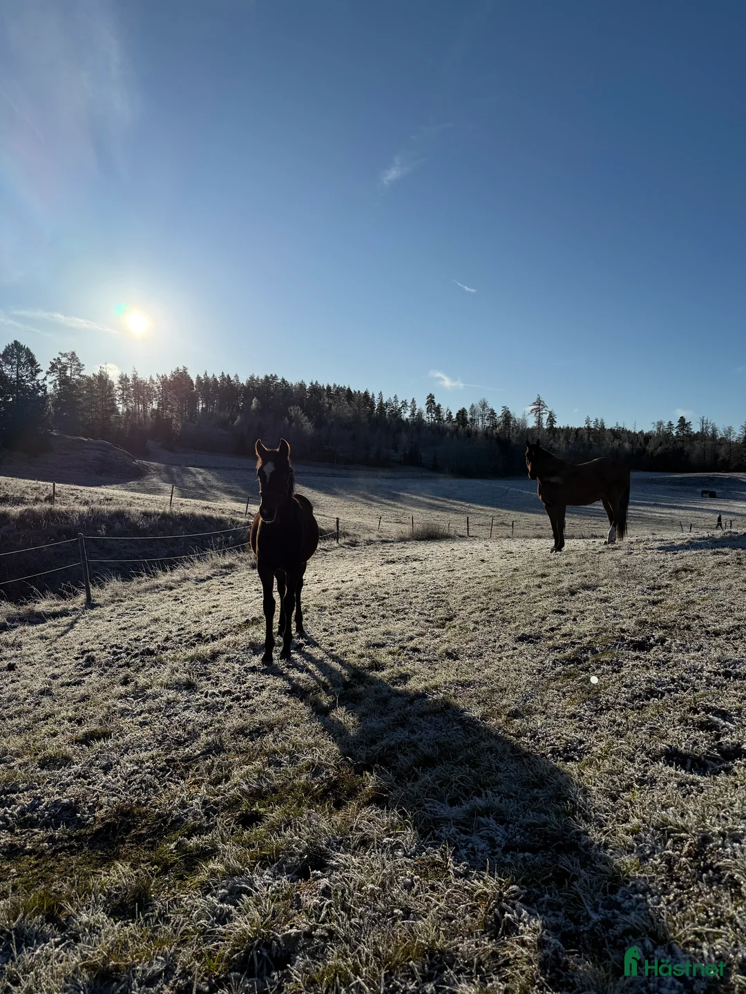 Trav hästar till salu: Välhanterat årsföl e Hayden Hanover i Tystberga - Annons 3