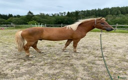 Island hästar till salu: Trevlig islänning i Rävlanda - Bild 5