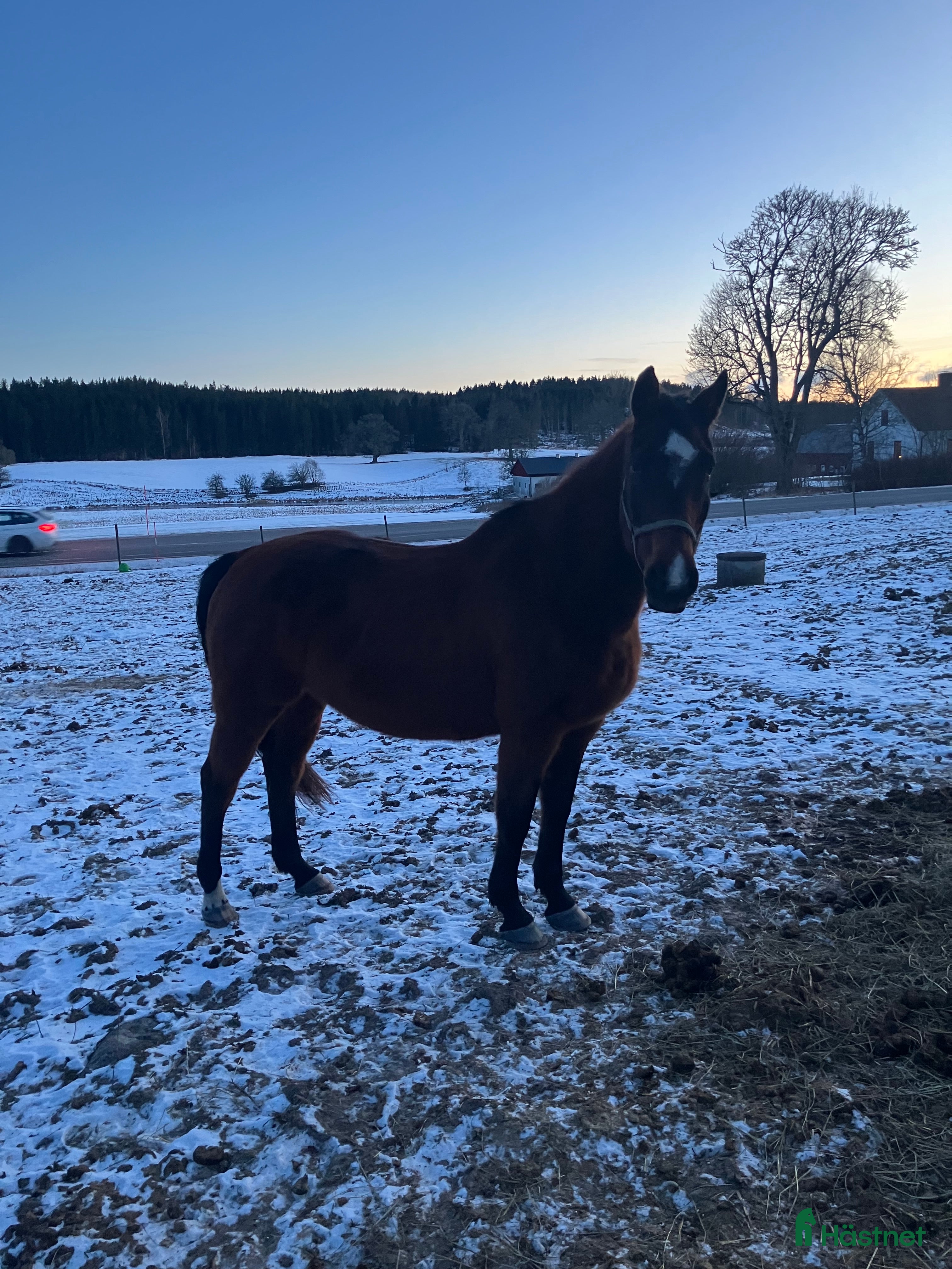  foderhäst finnes: Sällskapshäst utlånas  i Mjölby - Annons 1
