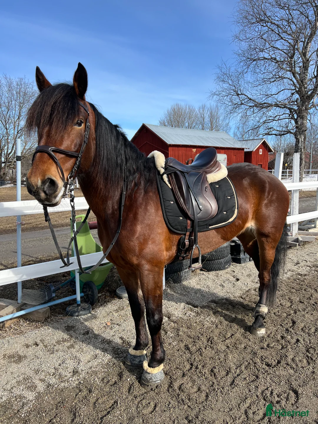 Allround hästar till salu: Bonus Glitterfina - Annons 1