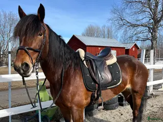 hästar Bonus Glitterfina - Annons 12