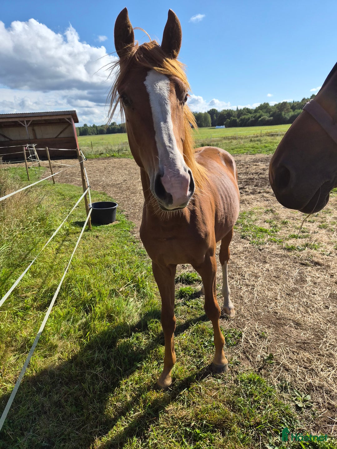 Dressyr hästar till salu: AKUT platsbrist! Super fin åring -SÅLD i Lammhult - Annons 4