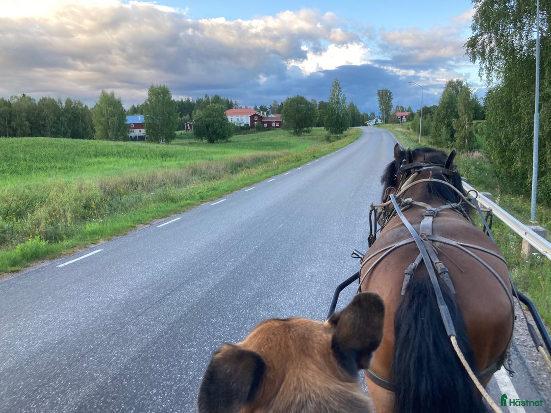 Allround hästar till salu: Nsv brukshingst säljes i Alfta - Annons 6