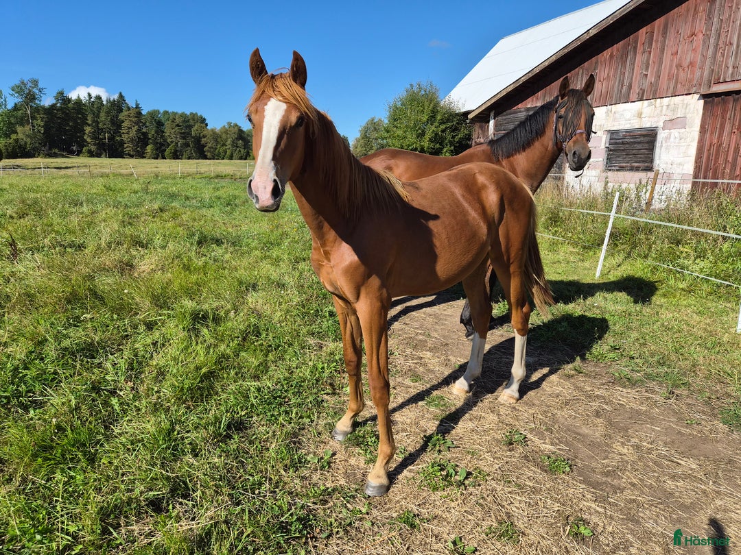 Dressyr hästar till salu: AKUT platsbrist! Super fin åring -SÅLD i Lammhult - Annons 1