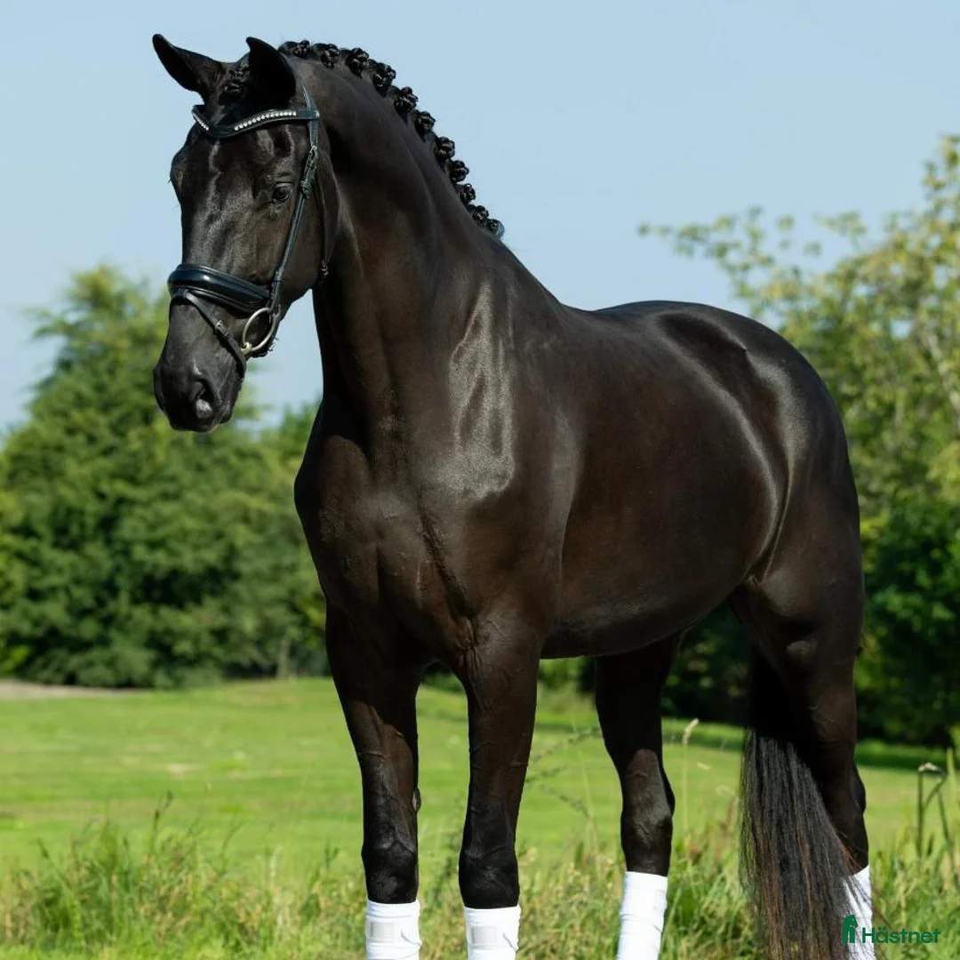 Dressyr hästar till salu: Smart/Talangfull Allroundvalack Med Fin Utbildning i Vellinge - Annons 1