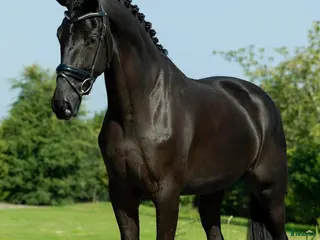 hästar Smart/Talangfull Allroundvalack Med Fin Utbildning - Annons 10