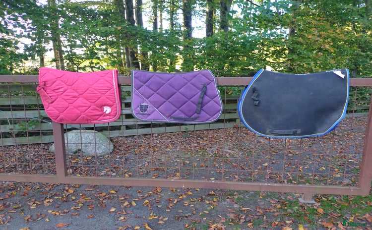 Schabrak & Vojlockar hästutrustning till salu i Sankt OLOF - Annons 3