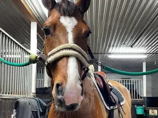 hästar Trevlig SWB valack - Annons 2