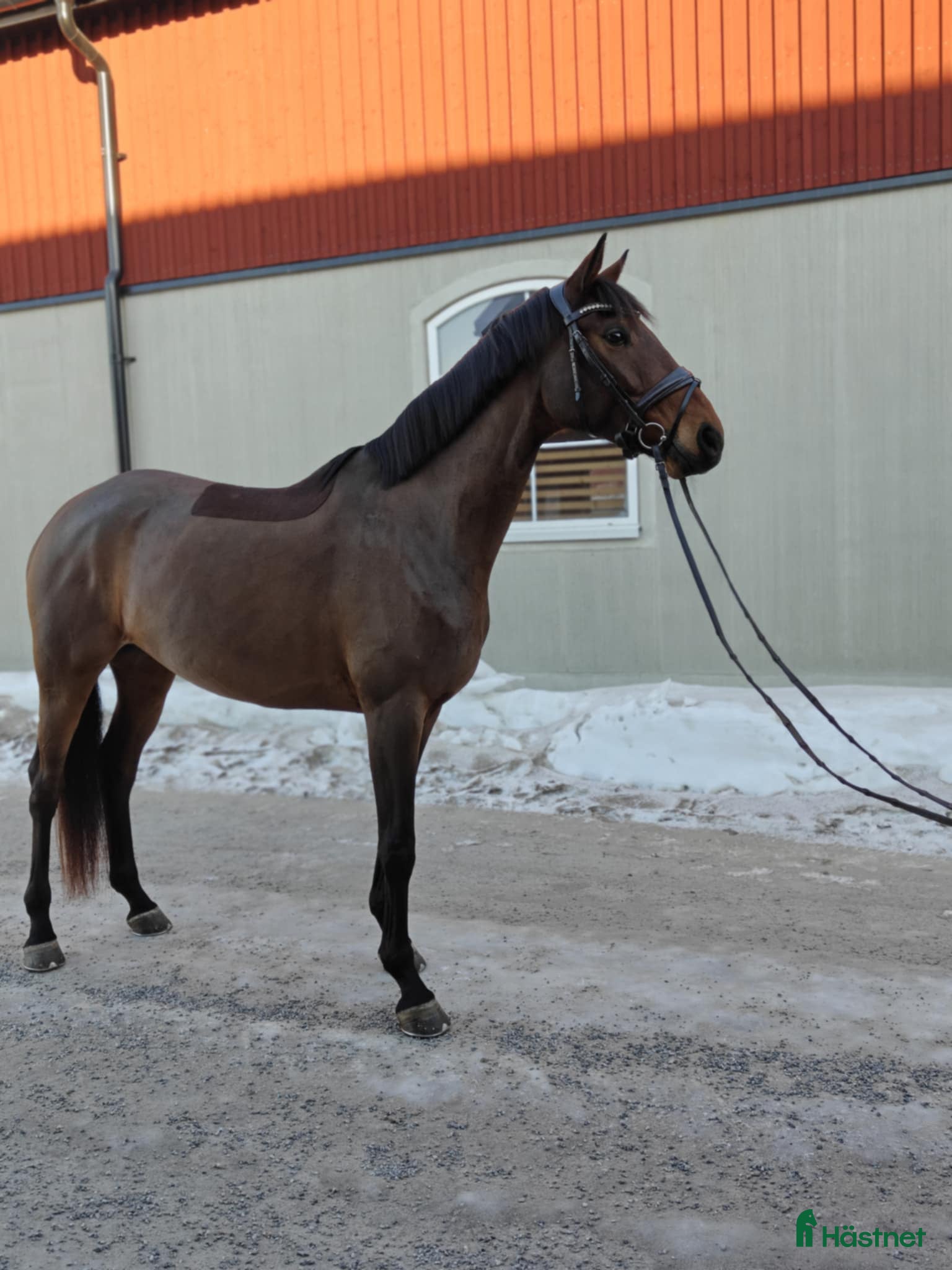  hästar Härlig tjej! - Annons 7