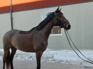 hästar Härlig tjej! - Annons 7