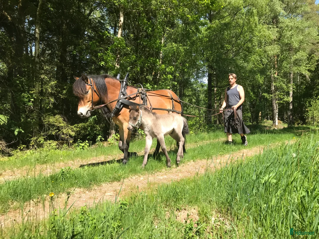 Allround hästar till salu: Gotlandsruss sto - Annons 2