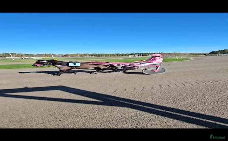  hästar i Nossebro - Annons 8