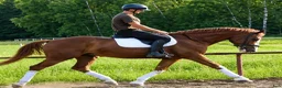 Allround hästar till salu: Top coloured dressage & driving Champion - Annons 12